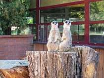 В Калининградском зоопарке впервые появились сурикаты