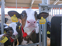 Животноводы региона получат свыше 20 млн рублей