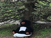 Под ёлкой в центре Гвардейска оставили мишку с надписью «заберите меня»