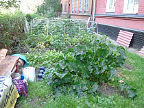 Импортозамещение: калининградский вариант