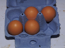 За месяц яйца в Польше подорожали на 30%