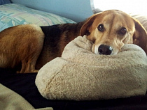 За 9 месяцев в Калининградской области составлено 300 протоколов на «шумных соседей»