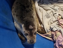 В Калининграде добровольцы борются за жизнь спасённого тюленя