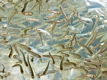 «Ещё 100 тысяч жизней»: на Куршской косе выпустили в залив мальков сига