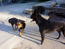 Прокуратура: Калининградка осуждена за жестокое обращение с животными 