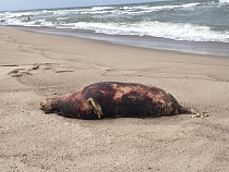 Эколог сообщила о разлагающемся 4 дня трупе тюленя