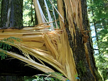 В Калининграде ветер повалил шесть деревьев