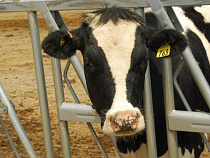 Калининградская область получит на развитие животноводства 18 млн рублей