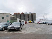 11 фирмам Калининградской области субсидируют племенное животноводство