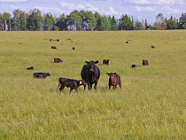 «Мираторг» проведет искусственное осеменение 6 тыс. телок на фермах в Калининградской области в 2016 году