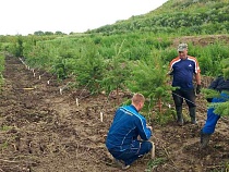 Советск закрыли от гнусного запаха веточками