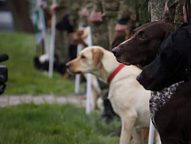 Стало известно о деградации собак в Калининградской области  