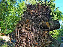 Балтийцы объединились с экологами против уничтожения леса