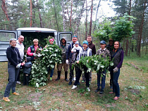 Волонтёры заготовили для обитателей Куршской косы 350 рябиновых веников