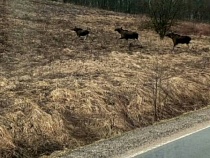 В Черняховском районе сняли внезапную миграцию лосей