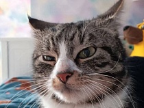 Кот отказался покидать Россию вместе с ехавшими в Германию хозяевами