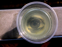 Водоснабжение Калининграда будет стоить еще десятки миллиардов рублей