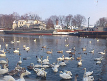 Без паники: лебеди в Балтийске в подкормке не нуждаются!