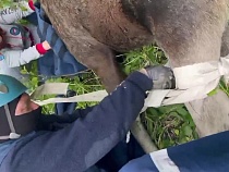 Носившегося по Калининграду лося выселили за город