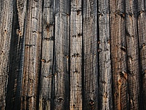 Прокуратура сообщила о недоработке таможни при вывозе 10 тонн дуба