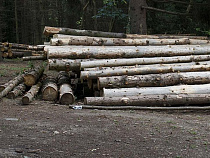 Житель Немана 14 раз незаконно спилил деревья