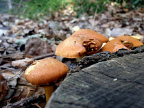 В августе в лесах Калининградской области заблудились 20 грибников