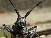 В Калининград пытались попасть череда волосистая и еловый усач