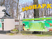 В Калининградском зоопарке пройдет зоомарафон между хомячками и улитками