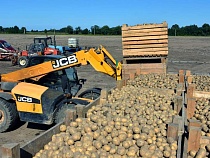 Туристы съели рекордный урожай картофеля в Калининградской области?