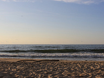 Труп тюленя на пляже в Балтийске пообещали убрать