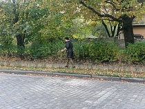 Дятлова показала новые живые заборы на 2 улицах Калининграда 