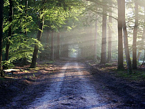 У минприроды есть 180 дней на утверждение границ «зелёного щита» вокруг Калининграда