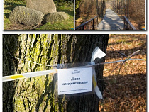 В Калининграде оранжереи Ботанического сада отремонтируют за 16 млн рублей