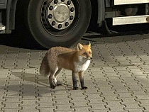 Русская лиса выпрашивает у едущих из Польши в Калининград немцев еду