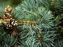 В МАПП Мамоново-Гжехотки развернули польские рождественские ели