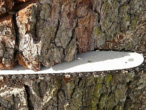 За вырубку 6 деревьев на дрова – миллионный штраф 