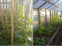 Багратионовского садовода уличили в тепличном коноплеводстве