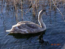 МЧС: лебеди, скорее всего, не нуждаются в вашей помощи
