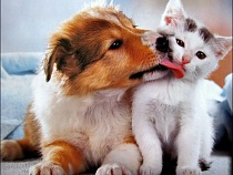 Беспрозванных отозвал 220 млн на Центр безнадзорных животных под Полесском