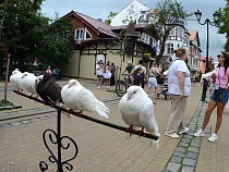 Гиды и турфирмы начали борьбу с продажными голубями в Зеленоградске