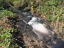 Владелец «МК-Балтика» сбрасывал в воду нефтепродукты с превышением ПДК в 100 раз