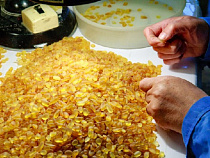 Практика распределения янтаря вызывает нарекания калининградских переработчиков