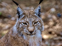 В Калининградской области за год вдвое увеличилось число рысей 