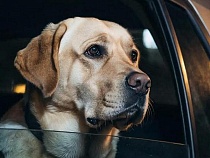 В Малом Исаково из собаки сделали узника