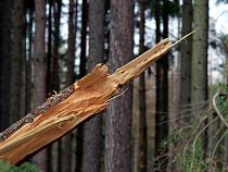 Ветер повалил в Калининграде три дерева и обесточил 650 фонарей