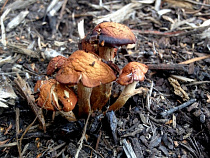 В Калининградской области два человека умерли от отравления грибами