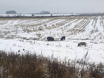 В Славском районе свиней пустили на свободный выгул по полям