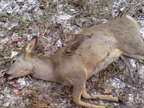 Под Калининградом задержаны браконьеры с тушами убитых животных