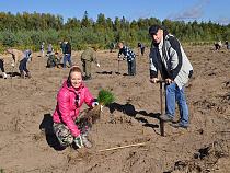 В Калининградской области за день высадят более 80 тысяч саженцев