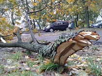 Власти Калининграда предупредили об усилении ветра